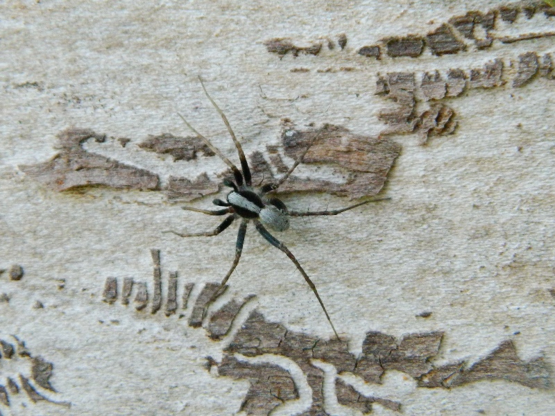 Lycosidae: Pardosa cfr. lugubris - Viadana (MN)